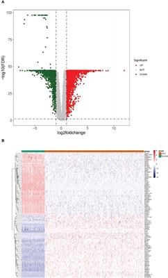 Establishment of a prognostic model for ovarian cancer based on mitochondrial metabolism-related genes